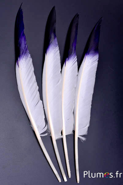 Cygne lame pointe noir-violet - 32-36 -cm - blanc